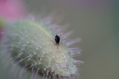 Aphis gossypii