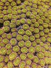 Hectorella caespitosa