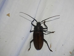 Ialyssus tuberculatus