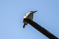 Todiramphus sanctus vagans