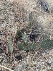 Opuntia tortispina
