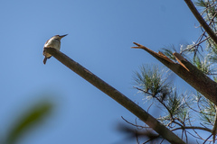 Todiramphus sanctus vagans