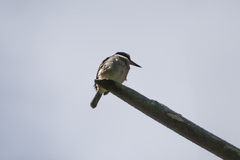 Todiramphus sanctus vagans