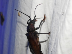 Ialyssus tuberculatus