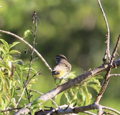 Setophaga palmarum