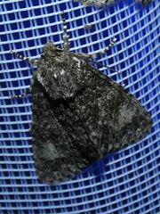 Acronicta megacephala