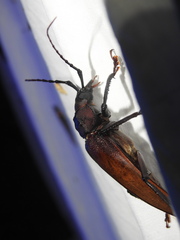 Ialyssus tuberculatus