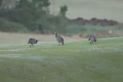 Numida meleagris galeatus