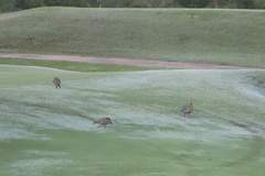 Numida meleagris galeatus