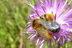 Dasypoda hirtipes