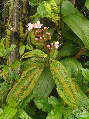 Miconia tococa