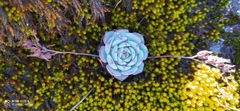 Echeveria