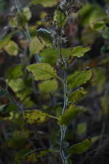Solidago albopilosa