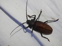 Ialyssus tuberculatus