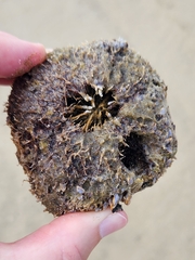 Barringtonia asiatica