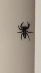 Ocrisiona leucocomis