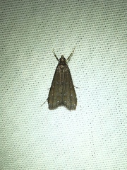 Langessa nomophilalis
