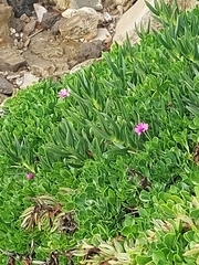 Dimorphotheca fruticosa