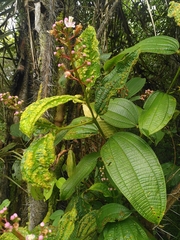 Miconia tococa