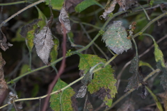 Solidago albopilosa