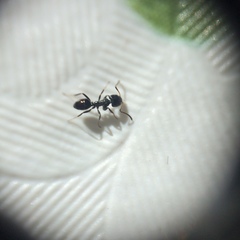 Ochetellus glaber