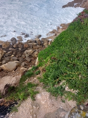 Dimorphotheca fruticosa