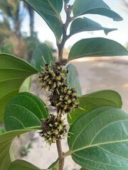 Piparea multiflora