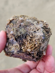 Barringtonia asiatica