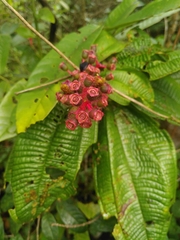 Miconia tococa