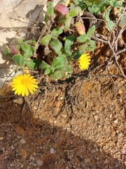 Calendula suffruticosa