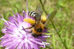 Dasypoda hirtipes