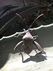 Acanthocephala alata