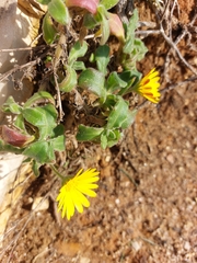 Calendula suffruticosa