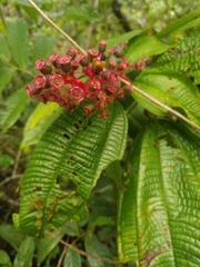 Miconia tococa