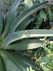 Acanthocephala alata