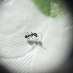 Ochetellus glaber