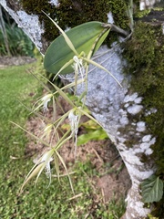 Epidendrum ciliare