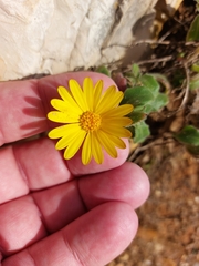 Calendula suffruticosa