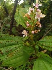 Miconia tococa