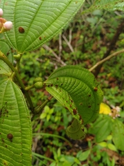 Miconia tococa