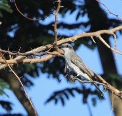 Tyrannus dominicensis