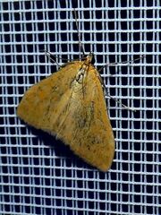 Sitochroa verticalis