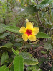 Mandevilla hirsuta