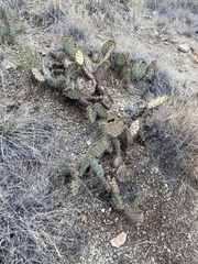 Opuntia orbiculata