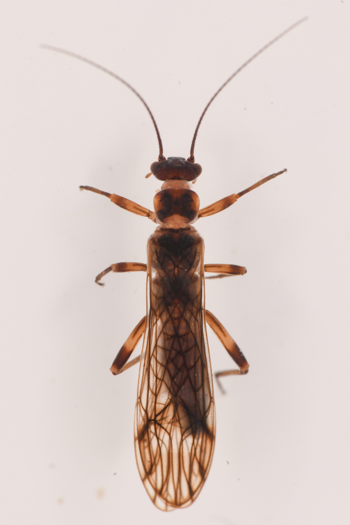 Oregon Forestfly