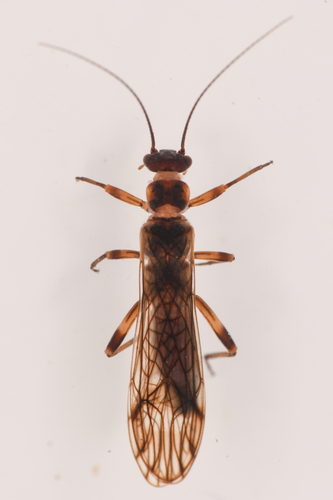 Oregon Forestfly