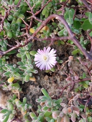 Drosanthemum candens