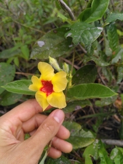Mandevilla hirsuta