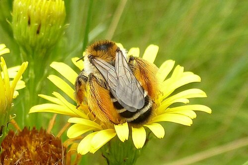 Common Pantaloon Bee photo 2