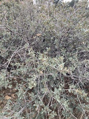Quercus grisea